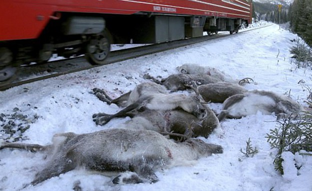 איילים מתים (צילום: הסוכנות להגנת הסביבה )