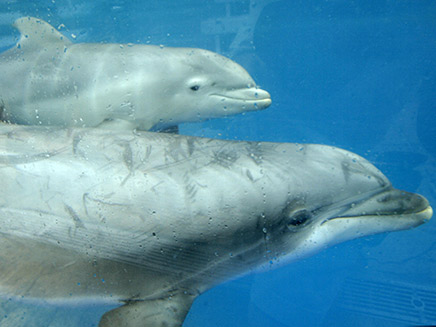 דולפינים מחזרים עם מתנות (צילום: רויטרס)