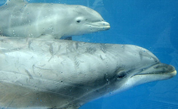 דולפינים מחזרים עם מתנות (צילום: רויטרס)