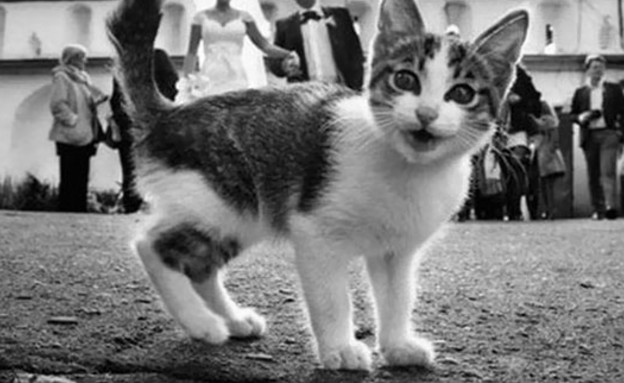 חתולים קנאים (צילום: "Мир тесен​")
