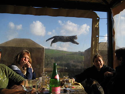 חתולים קנאים (צילום: 