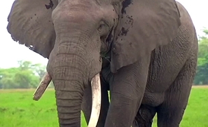 הסוף של הפיל האפריקני? (צילום: רויטרס)