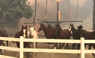 רגע לפני שהאש מגיעה, הסוסים נמלטים מהאורווה (צילום: tom marshall)