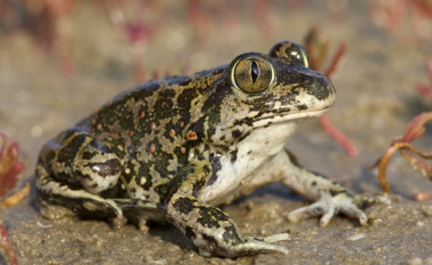 חפרית מצויה (צילום: F. C. Robiller / naturlichter.de CC BY-SA 3.0)