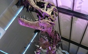 דינוזאור (צילום: Instagram/mertnskoenke)