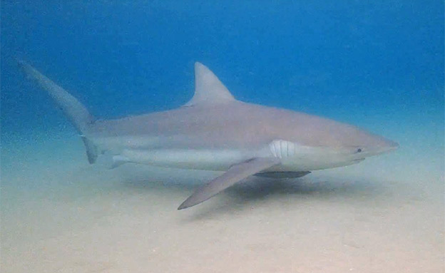 צפו: כרישים במימי חדרה (צילום: AQUAZOOM/ניב וינברגר)