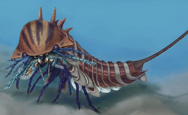 נפתרה התעלומה