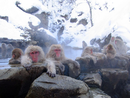 פארק הקופים (צילום: Yosemite, ויקיפדיה)