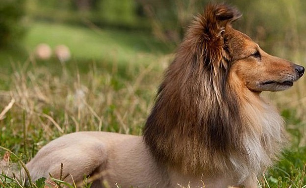 תספורות כלבים ביזאריות