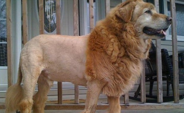 תספורות כלבים ביזאריות