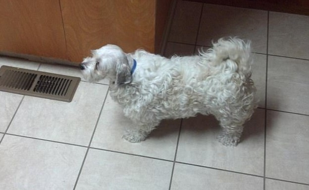 תספורות כלבים ביזאריות