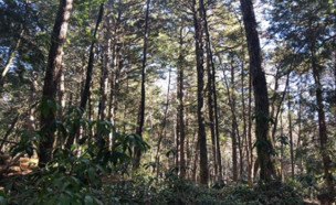 יער אאוקיגהארה (צילום: ויקימדיה)