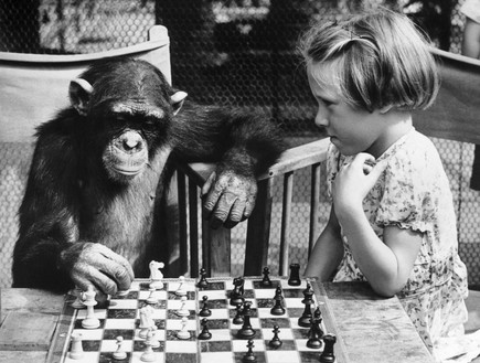 חינוך- ילדה משחקת שחמט עם שימפנזה (צילום: GettyImages - William Vanderson - Fox Photos)