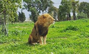 אריה בספארי בסופה (צילום: מיכל לוי, ספארי רמת גן)