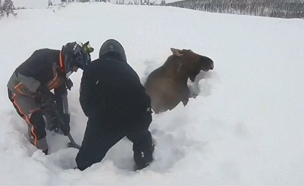 חילוץ האייל מהשלג (צילום: רוייטרס)