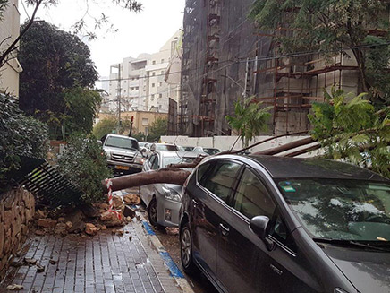 קריסת עצים ברמת גן (צילום: דוברות המשטרה)