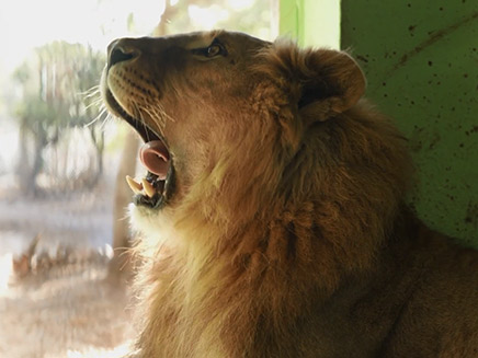 בעלי החיים שניצלו מ גן החיות בחאלב‎ (צילום: CNN / עמותת Four Paws)