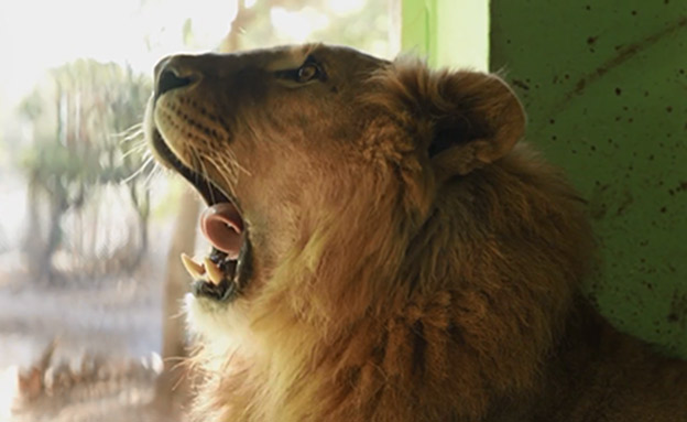 בעלי החיים שניצלו מ גן החיות בחאלב‎ (צילום: CNN / עמותת Four Paws)