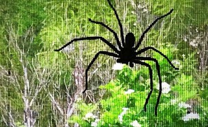 עכביש ציידים (צילום: Instagram/Thewhitepunjabibride)