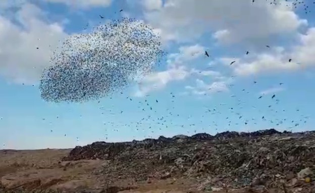 הרקדנים המעופפים חוזרים לדרום (צילום: דודאים, פארק המיחזור והחינוך הסביבתי בנגב)