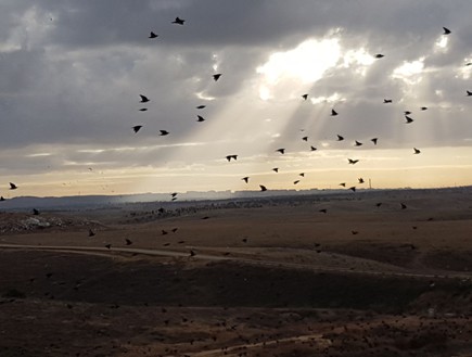 זרזירים בדודאים (צילום: דודאים, פארק המיחזור והחינוך הסביבתי בנגב)