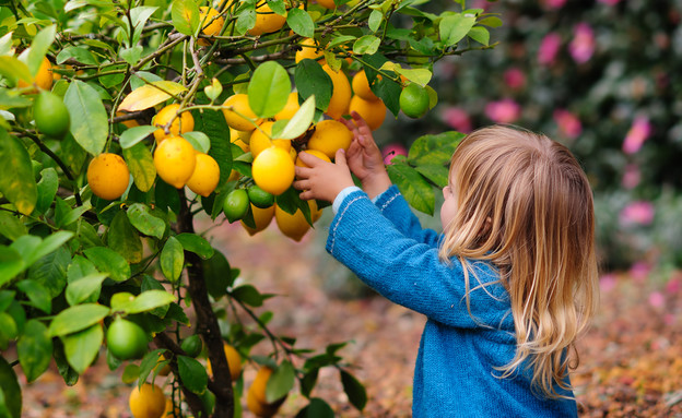 קטיף תפוזים (צילום: By Dafna A.meron, shutterstock)