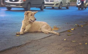 כלב רחוב (צילום: Instagram/kaiwalya.chaya)