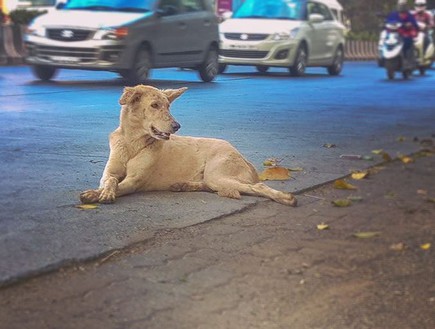 כלב רחוב (צילום: Instagram/kaiwalya.chaya)