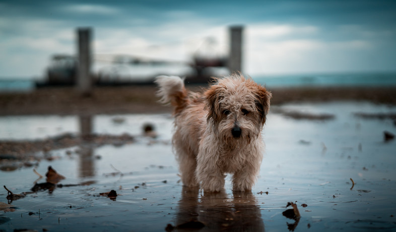 כלב בגשם (אילוסטרציה: By Dafna A.meron, shutterstock)