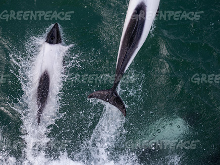 לווייתנים בקוטב הדרומי (צילום: גרין פיס)