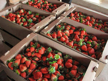 ישראל מאפשרת ייצוא תותים מעזה