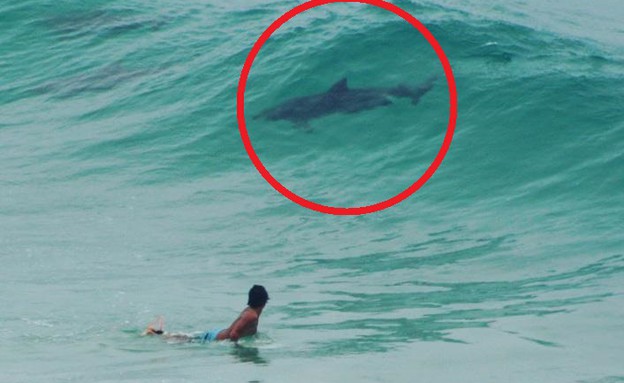 כריש או דולפין? (צילום: Facebook/7 News Brisbane)