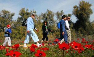 המעלות עולות והכלניות פורחות (צילום: מתוך אתר "הבשור")