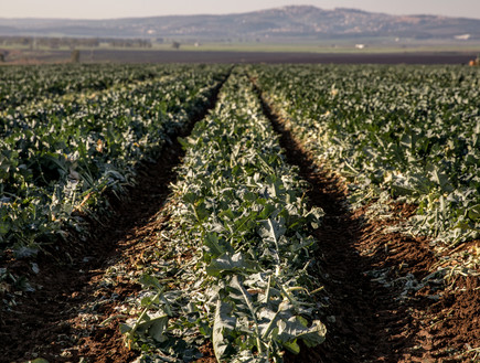 שדות חקלאיים בעמק יזרעאל (צילום: Anat Hermony/Flash9)