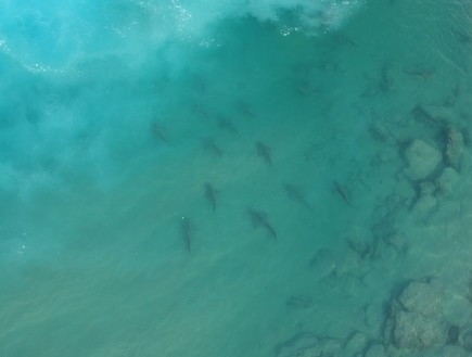 כרישים בחדרה (צילום: מועדון הצלילה Out Of The Blu)