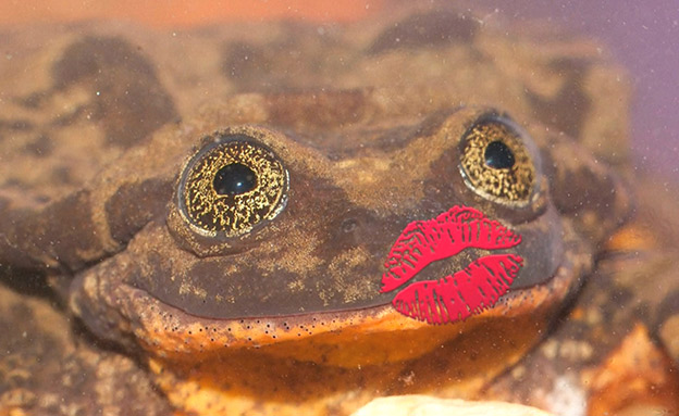 צפו בקמפיין הרומנטי של הצפרדע (צילום: global wild life conservation‎)