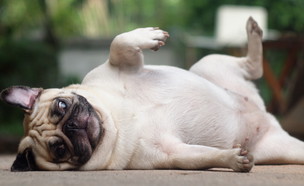 השמנת יתר בכלבים (צילום: shutterlk)
