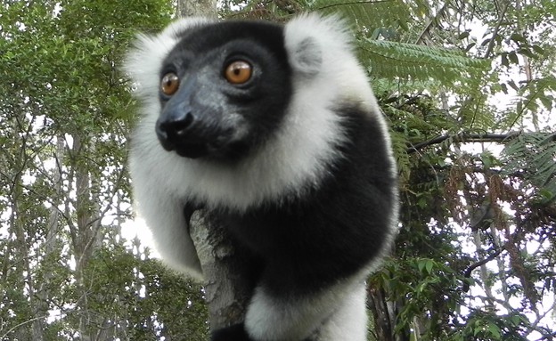 מדגסקר (צילום: רונית הרשקוביץ)