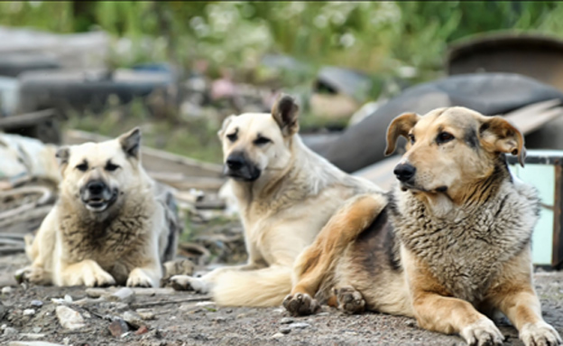 הותקפה ע"י 10 כלבים, אילוסטרציה (צילום: fosterss, 123RF)