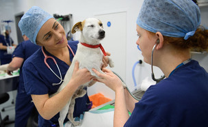 אחיות וטרינריות מכינות כלב לניתוח בבית חולים באנגליה (צילום: Leon Neal, Getty Images)