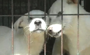 חוות כלבים לבשר - דרום קוריאה (צילום: RTL)