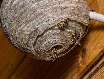 דבורים בצימר (צילום: SKatzenberger, shutterstock)