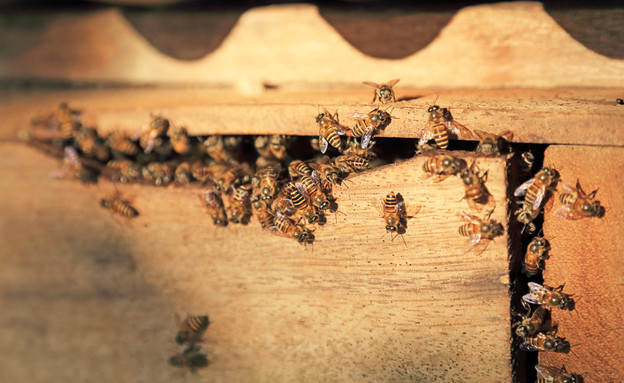 דבורים בצימר (צילום: artittaya laiwichien, shutterstock)