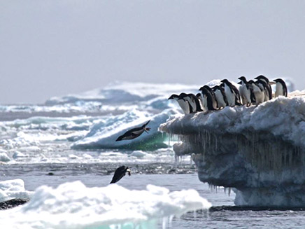 צניחה במספרים הפינגווינים באזורים סמוכים (צילום: SKY NEWS)