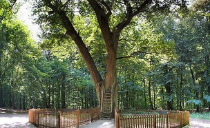 עץ קסום (צילום: ויקימדיה\ארמין וון וורמר)