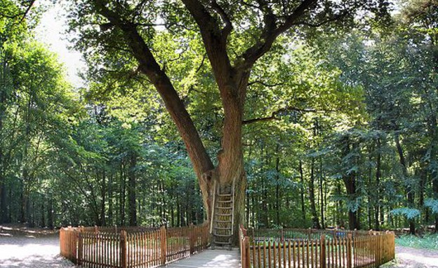 עץ קסום (צילום: ויקימדיה\ארמין וון וורמר)