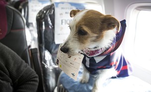 לטוס עם הכלב שלך (צילום: GettyImages AFP)