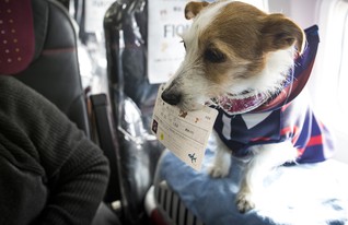 לטוס עם הכלב שלך (צילום: GettyImages AFP)