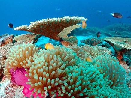 איי מרשל אלמוגים (צילום: Raycrew)