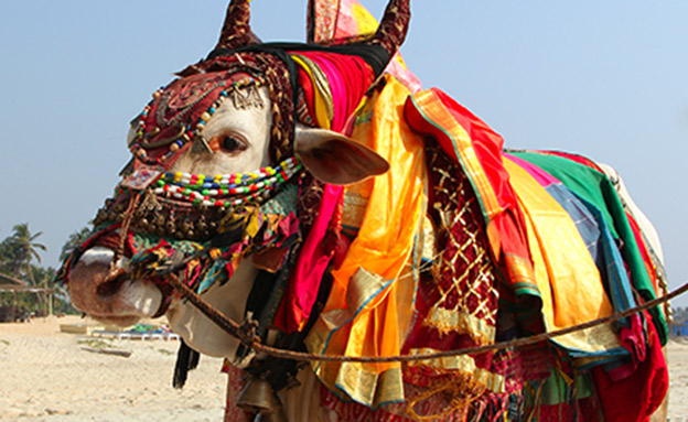 קדושה. פרה בהודו (צילום: 123RF)